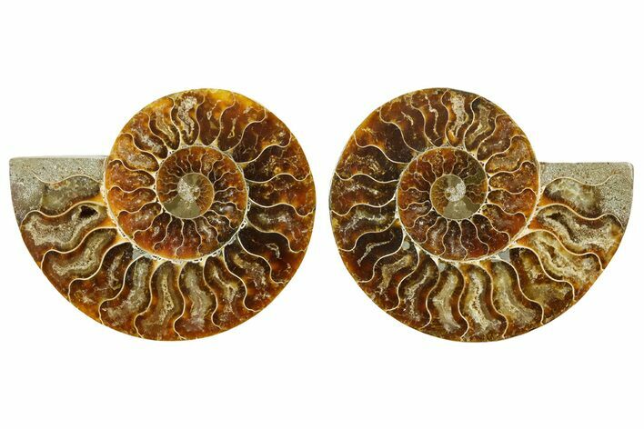 Cut & Polished Ammonite Fossil - Madagascar #369565